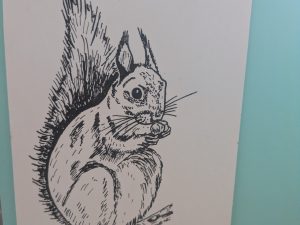 Postkarte "Eichhörnchen -Station Junger Naturforscher Karl-Marx-Stadt"