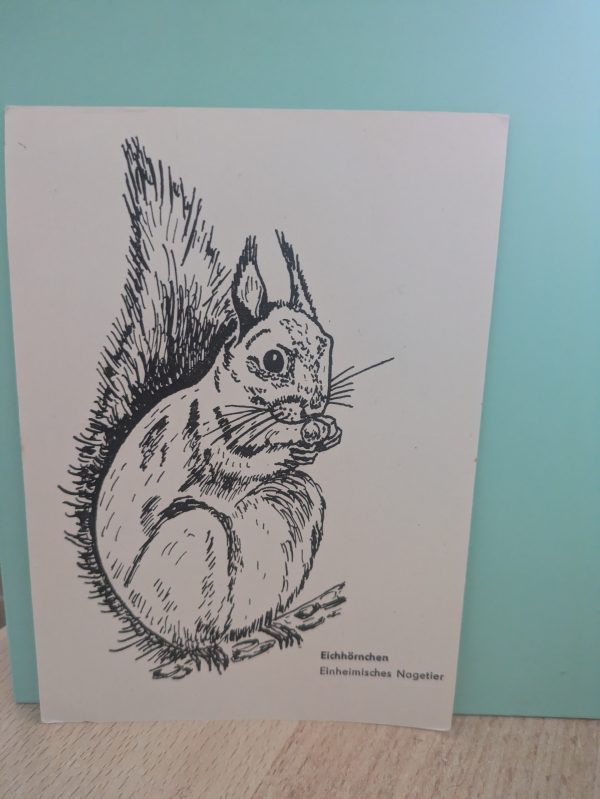 Postkarte "Eichhörnchen -Station Junger Naturforscher Karl-Marx-Stadt"