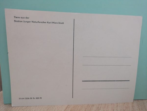 Postkarte "Eichhörnchen -Station Junger Naturforscher Karl-Marx-Stadt" – Bild 2