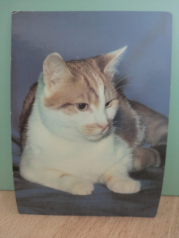 Postkarte "Katze"