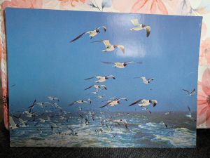 Postkarte Möwen