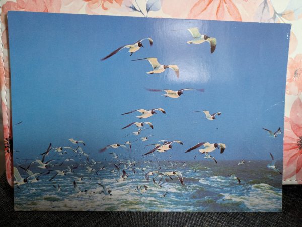 Postkarte Möwen